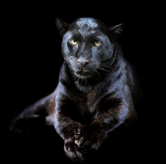 Black Phantom Body Crème (Inspired By)